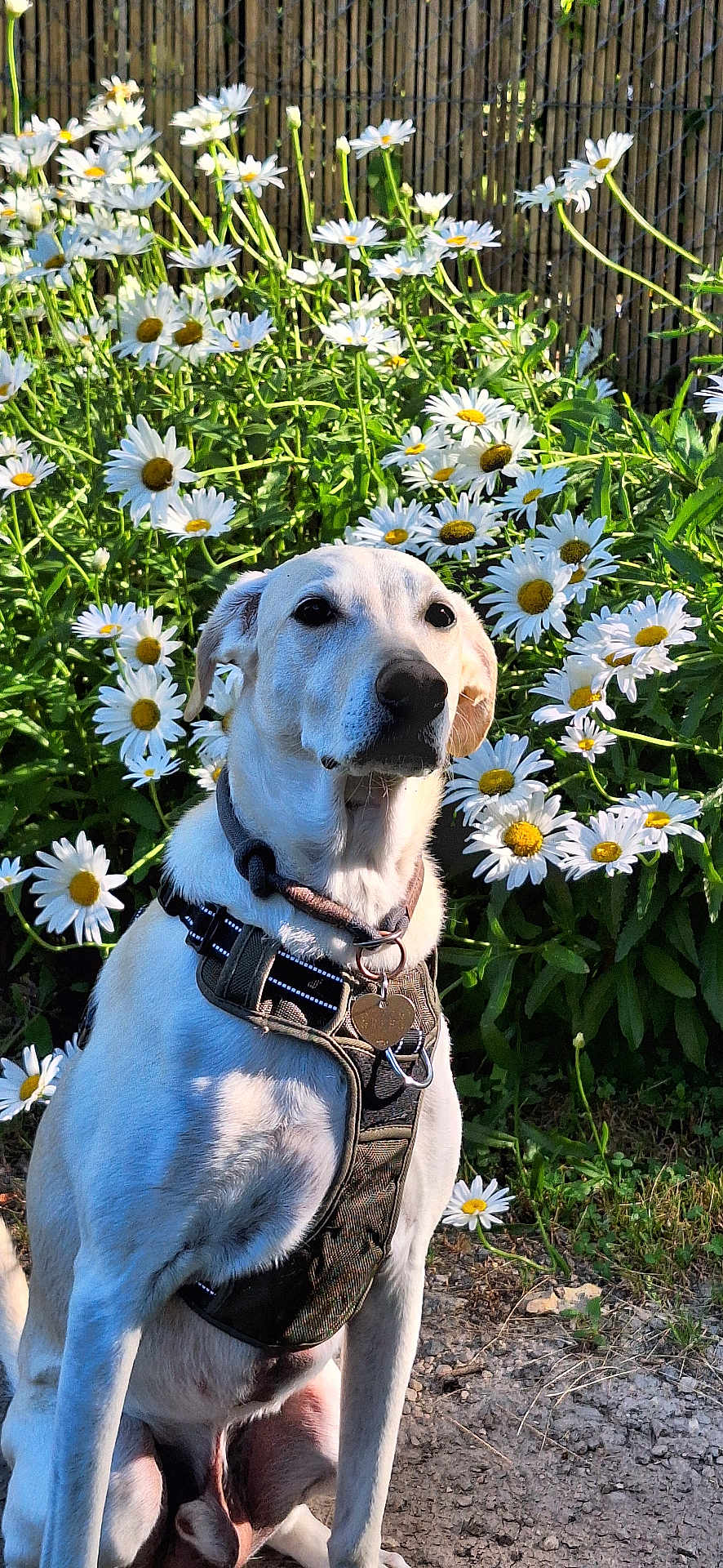 Charlie