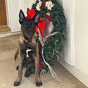 Thor joined the competition — help win amazing prizes! alert, animal, christmas, concrete, decor, dog, door, ears, festive, flowers, holiday, outdoor, pet, porch, puppy, red_bow, sitting, white_wall, wreath, young