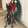 alert, animal, christmas, concrete, decor, dog, door, ears, festive, flowers, holiday, outdoor, pet, porch, puppy, red_bow, sitting, white_wall, wreath, young