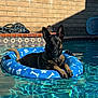 Thor joined the competition — help win amazing prizes! animal, blue, bones, brick_wall, canine, dog, floating, german_shepherd, inflatable_float, outdoor, paw_prints, pet, pool, relaxing, summer, sunlight, sunny, swimming_pool, tiles, water