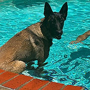 Thor is registered to the contest to win money with this photo: animal, blue, brick, canine, collar, dog, edge, human_arm, leisure, mammal, outdoor, pet, pet_care, pool, reflection, ripples, summer, sunlight, swimming, water