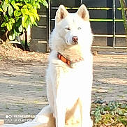 Tommy a rejoint le concours — aidez-le/la à gagner de superbes lots ! dog, white_dog, collar, outdoor, sunlight, fence, greenery, pet, sitting, animal, nature, yard, daylight, canine, fur, domestic_animal, mammal, garden, overexposed, portrait