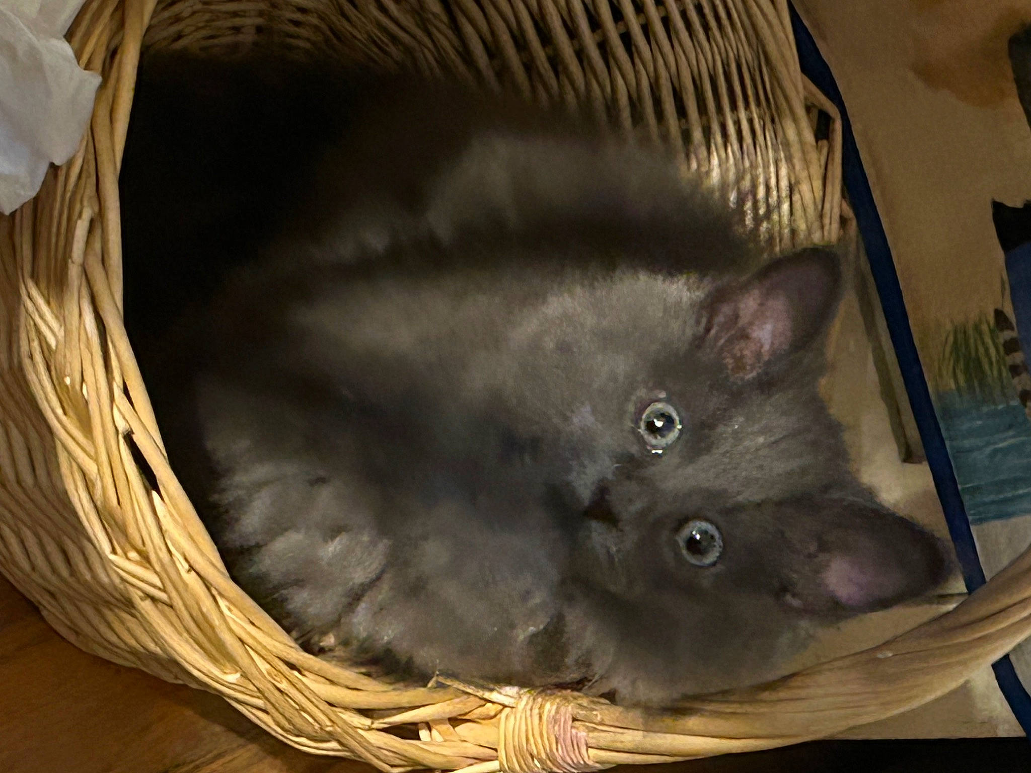 Smokey joined the competition — help win amazing prizes! bag, birman, box, carnivore, cat, domestic_short_haired_cat, fawn, felidae, fur, grey, ragdoll, russian_blue, small_to_medium_sized_cats, snout, tail, whiskers, window, wood