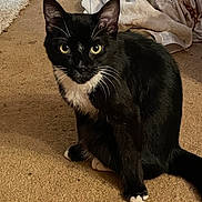 Loki joined the competition — help win amazing prizes! alert, animal, black_cat, blanket, carpet, cat, cozy, curious, domestic, ears, eyes, feline, floor, fur, home, indoor, pet, sitting, whiskers, white_paws