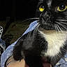 Loki joined the competition — help win amazing prizes! animal, animal_eye, black_and_white, blanket, bracelet, cat, close_up, dark_background, feline, fur, holding, human_hand, jewelry, night, outdoor, pet, portrait, tuxedo_cat, whiskers, yellow_eyes