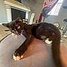 Loki is registered to the contest to win money with this photo: animal, black_cat, cat, clock, couch, curtains, domestic, fan, fireplace, floor, furniture, home_interior, indoor, pet, relaxation, stretching, television, whiskers, window, yellow_eyes