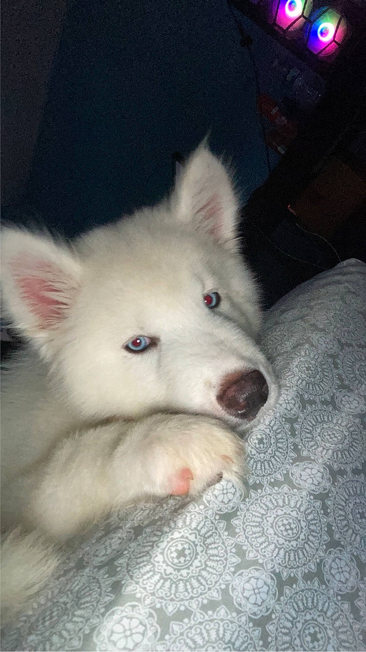 Snow joined the competition — help win amazing prizes! american_eskimo_dog, ancient_dog_breeds, canidae, canis, carnivore, companion_dog, dog, dog_breed, fur, non_sporting_group, samoyed, spitz, sporting_group, terrestrial_animal, volpino_italiano, whiskers, wolf, working_animal