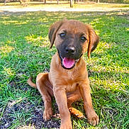 Nova is registered to the contest to win money with this photo: puppy, dog, grass, outdoor, sunlight, happy, tongue_out, pet, animal, nature, cute, sitting, young, brown_fur, ears, nose, eyes, smiling, park, daytime