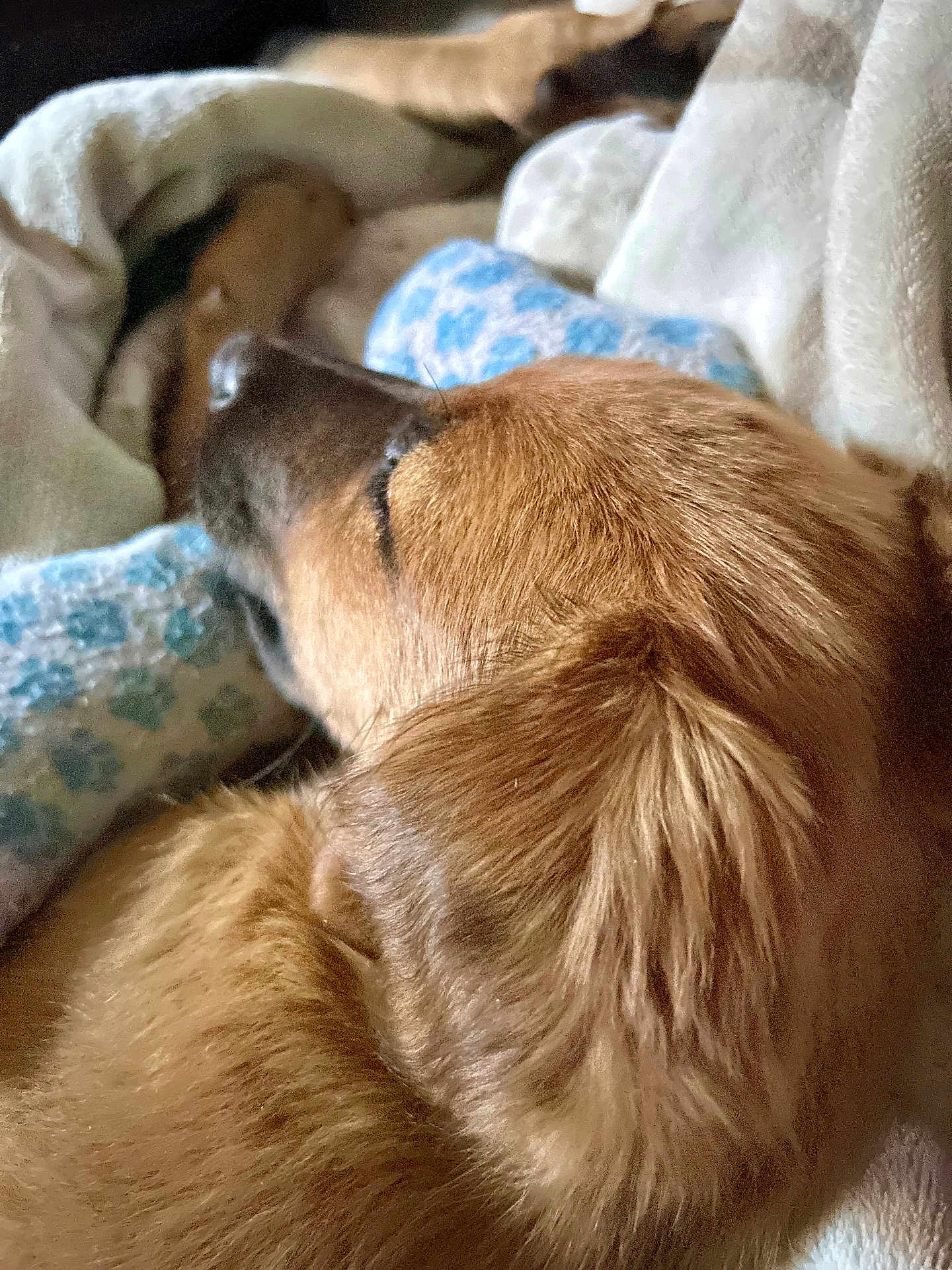 Nova joined the competition — help win amazing prizes! dog, sleeping, close_up, blanket, cozy, fur, resting, indoors, brown_fur, pet, canine, soft_texture, comfort, relaxation, animal, snout, ear, nap, warm, domestic