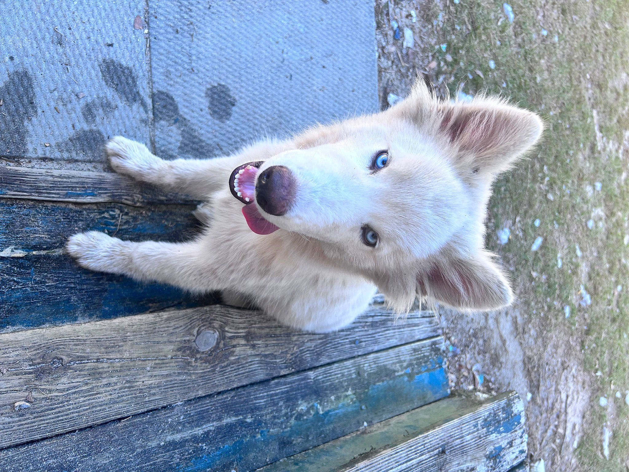 Snow is registered to the contest to win money with this photo: canidae, canis, carnivore, collar, companion_dog, dog, dog_breed, fawn, fur, indian_spitz, non_sporting_group, snout, spitz, sporting_group, tail, terrestrial_animal, whiskers, wildlife, wood