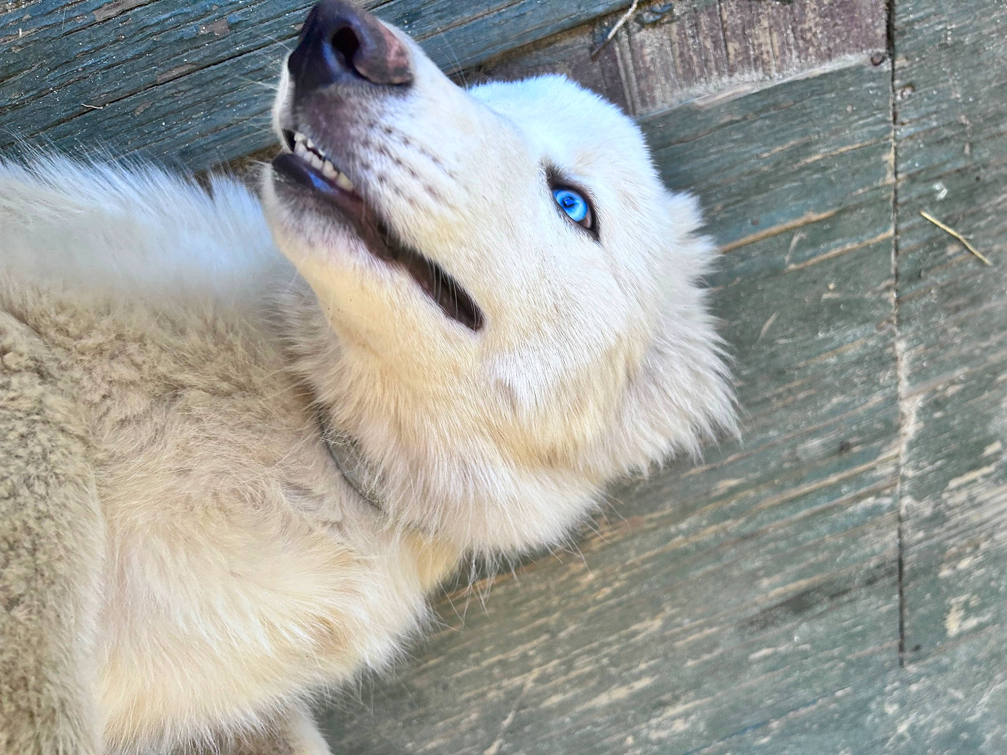 Snow is registered to the contest to win money with this photo: ancient_dog_breeds, canidae, canis, canis_lupus_tundrarum, carnivore, companion_dog, dog, dog_breed, fawn, fur, pet_supply, snout, spitz, terrestrial_animal, volpino_italiano, whiskers, wildlife, wood