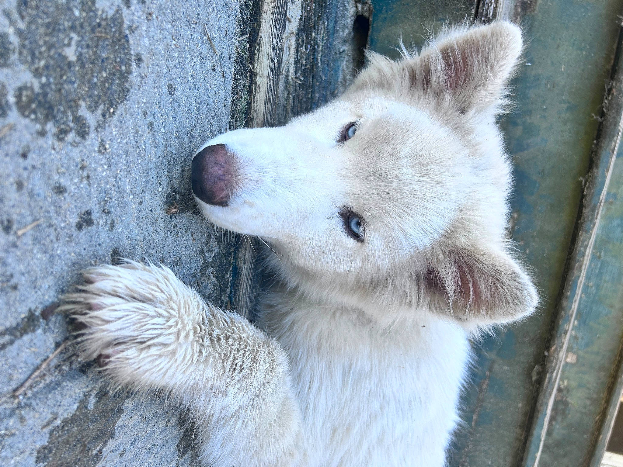 Snow is registered to the contest to win money with this photo: ancient_dog_breeds, canidae, canis, carnivore, dog, dog_breed, fawn, fur, non_sporting_group, terrestrial_animal, whiskers, wolf, zoo