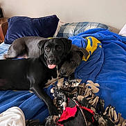 Vixin Noel is registered to the contest to win money with this photo: dog, black_dog, bed, blanket, blue_blanket, pillow, indoor, cozy, snuggling, pet, animal, tongue_out, two_dogs, resting, cute, playful, furniture, home, domestic, companions