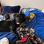 dog, black_dog, bed, blanket, blue_blanket, pillow, indoor, cozy, snuggling, pet, animal, tongue_out, two_dogs, resting, cute, playful, furniture, home, domestic, companions