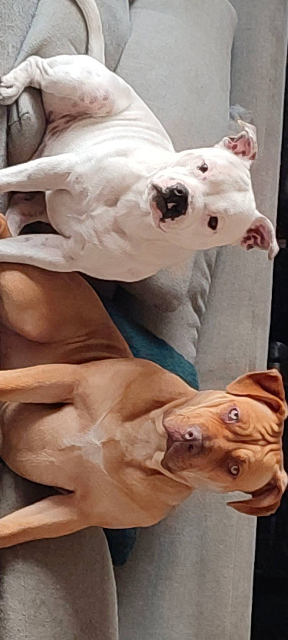 Yaku a rejoint le concours — aidez-le/la à gagner de superbes lots ! ancient_dog_breeds, art, canidae, carnivore, companion_dog, dog, dog_breed, fawn, fur, guard_dog, molosser, non_sporting_group, paw, puppy, snout, sporting_group, toy_dog, working_animal, working_dog, wrinkle