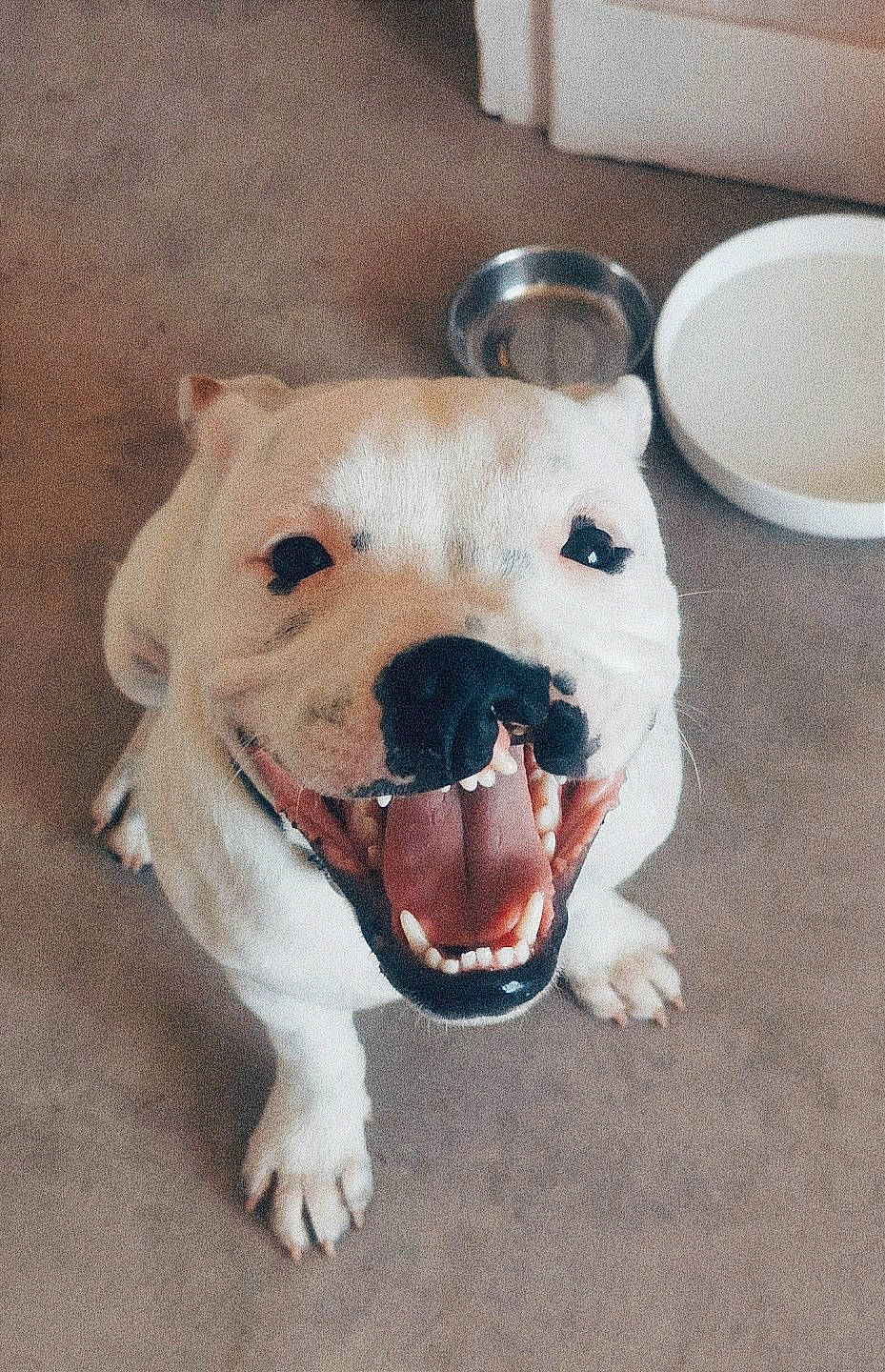 Yaku a rejoint le concours — aidez-le/la à gagner de superbes lots ! ball, canidae, carnivore, collar, companion_dog, dishware, dog, dog_breed, dog_collar, dog_supply, fang, fawn, paw, pet_supply, serveware, snout, sporting_group, tableware, whiskers, working_animal