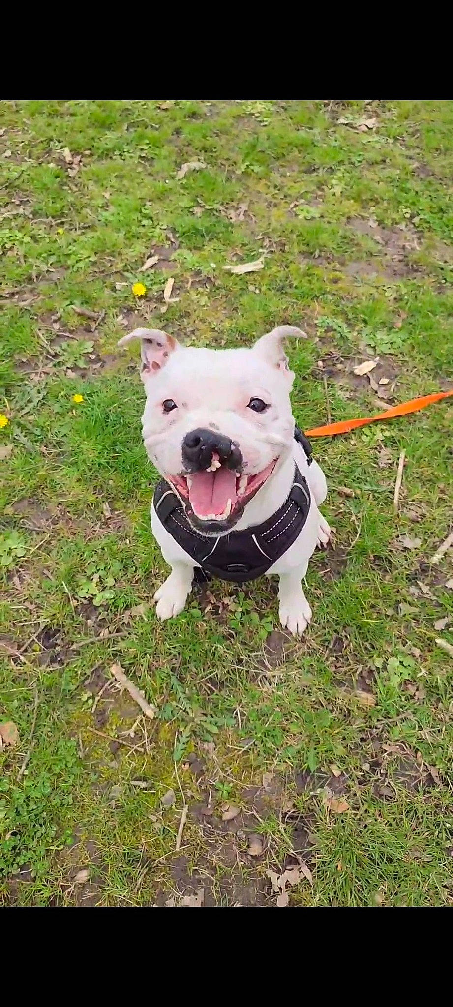 Yaku a rejoint le concours — aidez-le/la à gagner de superbes lots ! canidae, carnivore, collar, companion_dog, dog, dog_breed, dog_collar, dog_supply, fang, fashion_accessory, fawn, grass, leash, non_sporting_group, pet_supply, plant, snout, sporting_group, tail, working_animal