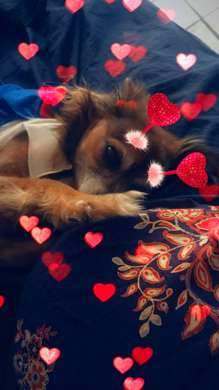 Sophie joined the competition — help win amazing prizes! art, carmine, carnivore, carpet, companion_dog, event, felidae, flooring, human_leg, linens, magenta, orange, pattern, petal, pink, red, small_to_medium_sized_cats, tail, textile, tints_and_shades