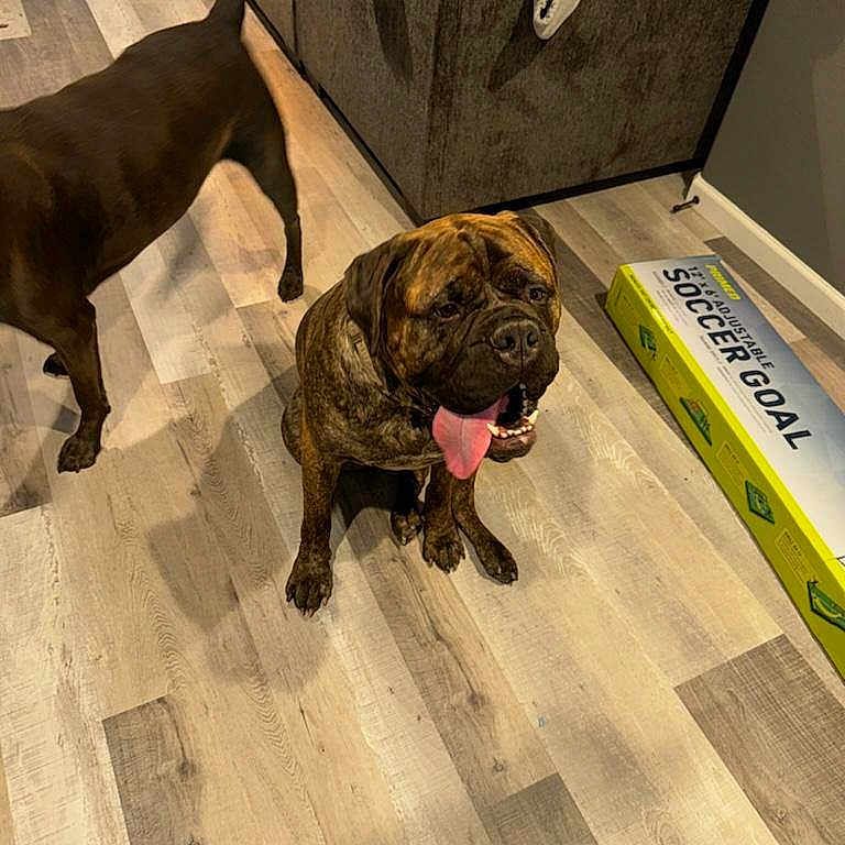 Oakley is registered to the contest to win money with this photo: animal, box, brown_dog, canine, dog, domestic, flooring, furniture, happy, home, indoor, living_room, pet, playful, sitting, soccer_goal, sofa, tongue_out, walking, wooden_floor