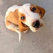Booker joined the competition — help win amazing prizes! adorable, animal, concrete_floor, cute, dog, ears, eyes, face, fur, looking_up, nose, outdoor, pet, portrait, puppy, sitting, tan, whiskers, white, young