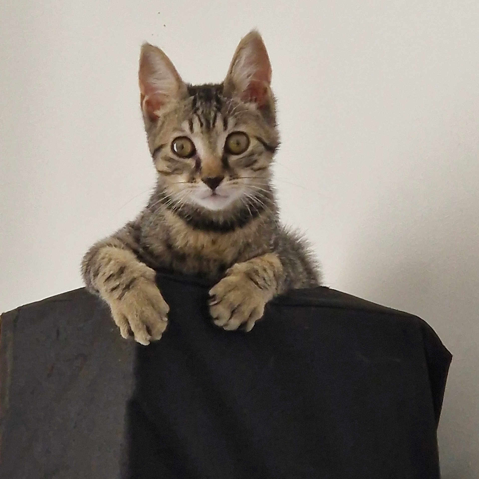 Bichbich a rejoint le concours — aidez-le/la à gagner de superbes lots ! cat, kitten, tabby, animal, pet, feline, cute, young, paws, ears, whiskers, curious, indoor, looking, portrait, claws, climbing, resting, fur, mammal