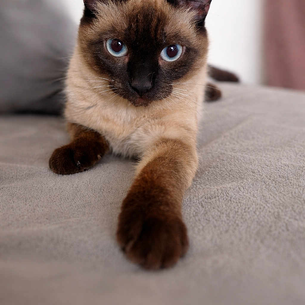 Lily