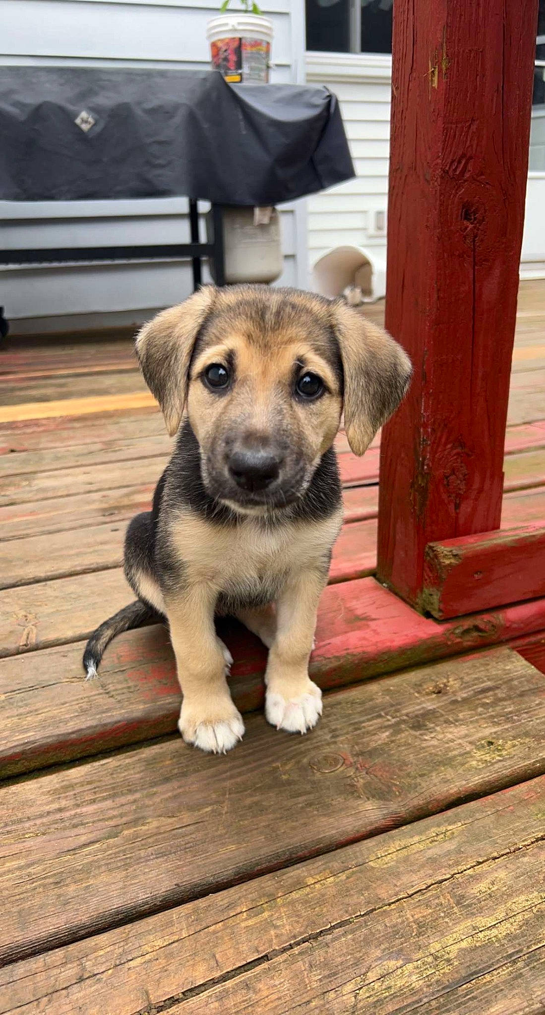 Sadie Mae is registered to the contest to win money with this photo: canidae, carnivore, companion_dog, dog, dog_breed, fawn, flooring, fur, hardwood, pet_supply, plank, puppy, terrestrial_animal, wood, wood_flooring, wood_stain, working_animal, working_dog