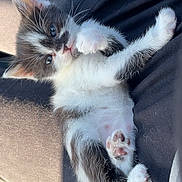 Perle participe au concours pour gagner de l'argent avec cette photo : kitten, cat, black_and_white, pet, animal, cute, feline, paw, fur, relaxed, sunlight, lap, domestic_animal, whiskers, small, sleepy, soft, adorable, young, resting
