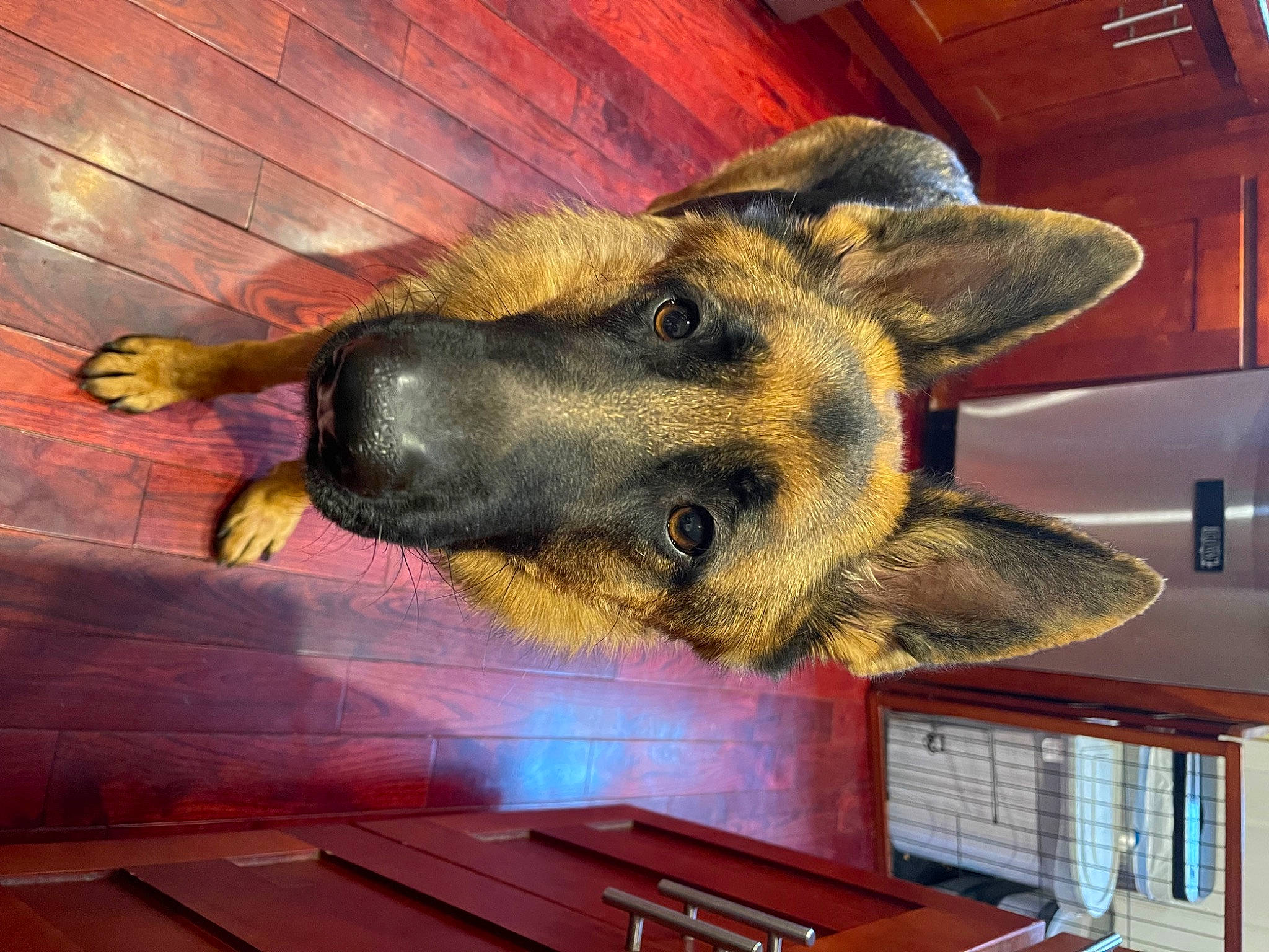 Xenon joined the competition — help win amazing prizes! canidae, carnivore, ceiling, dog_breed, fawn, flooring, fur, hardwood, meat, metal, selfie, snout, sporting_group, square, terrestrial_animal, visual_arts, whiskers, wood, wood_stain, working_animal
