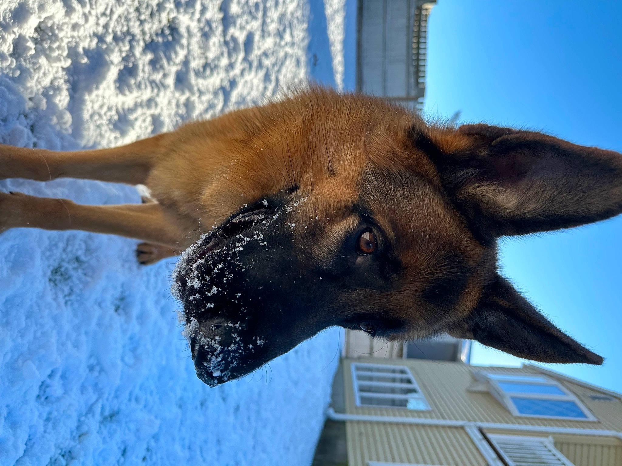 Xenon is registered to the contest to win money with this photo: canidae, carnivore, collar, companion_dog, dog, dog_breed, fawn, fur, german_shepherd_dog, liver, old_german_shepherd_dog, pet_supply, sky, snout, sporting_group, water, whiskers, wildlife, window, working_animal