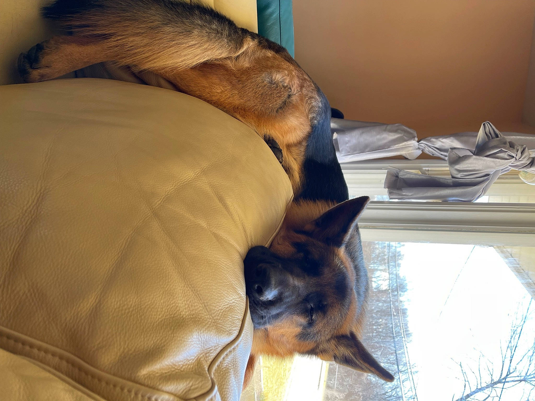 Xenon joined the competition — help win amazing prizes! carnivore, cat, comfort, companion_dog, dog_breed, fawn, felidae, fur, linens, mammal, room, siamese, small_to_medium_sized_cats, snout, tail, textile, vertebrate, whiskers, window, wood