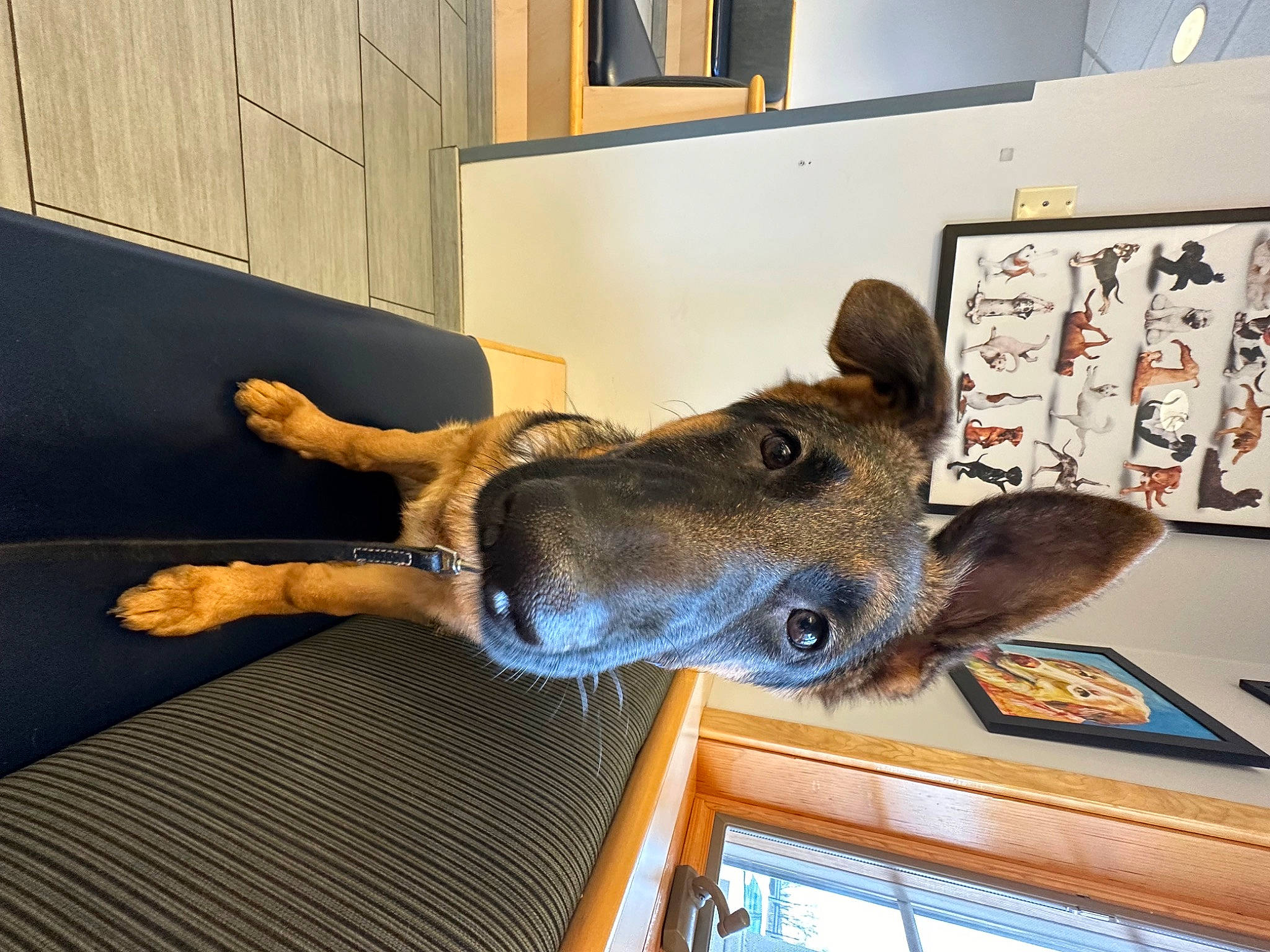 Xeva is registered to the contest to win money with this photo: art, canidae, carnivore, dog_breed, ear, fawn, fur, gesture, guard_dog, horn, jaw, metal, picture_frame, reindeer, snout, sporting_group, whiskers, window, wood, working_animal