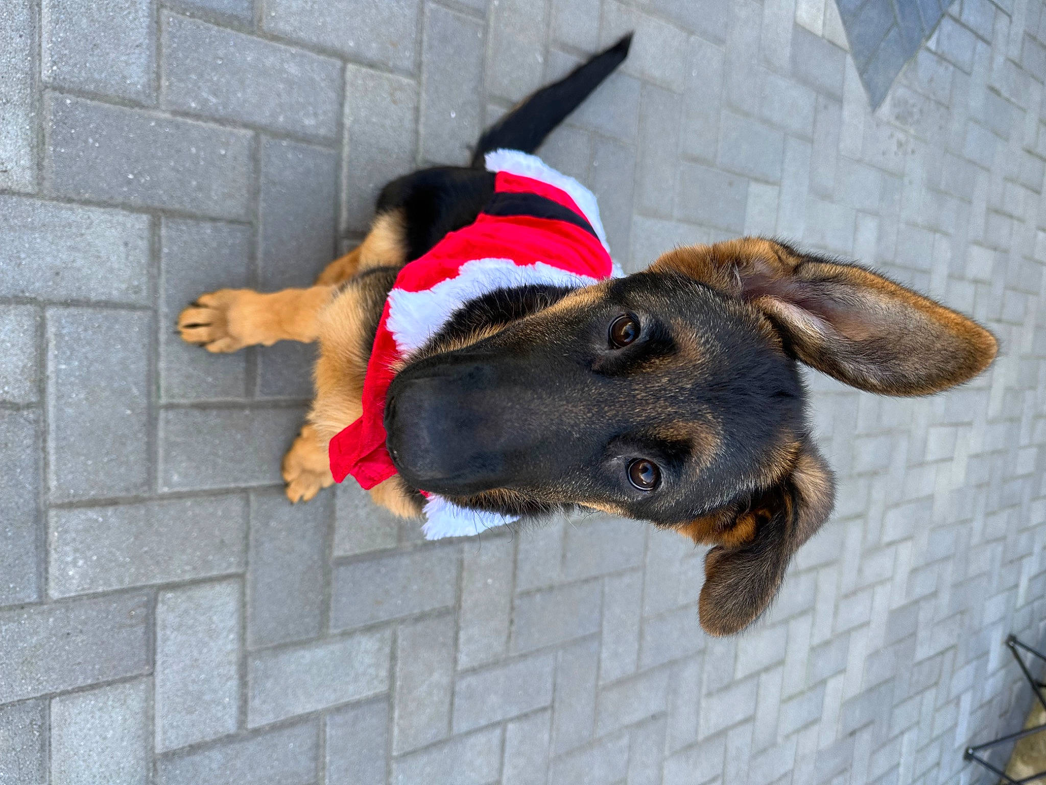 Xeva is registered to the contest to win money with this photo: canidae, carnivore, collar, companion_dog, dog, dog_breed, dog_collar, dog_supply, ear, fashion_accessory, fawn, flooring, fur, head, leash, pet_supply, snout, sporting_group, working_animal, wrinkle