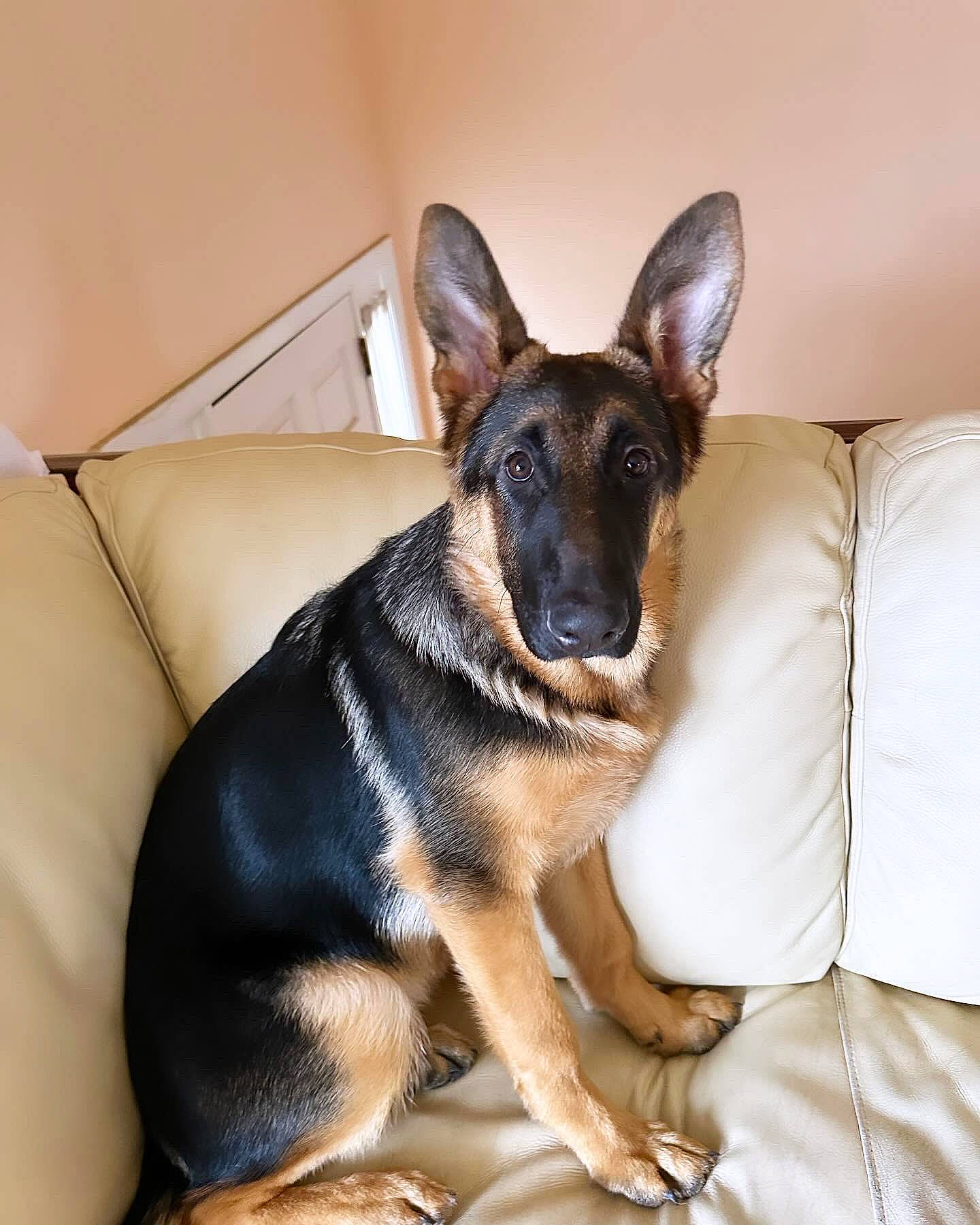 Xeva is registered to the contest to win money with this photo: canidae, carnivore, comfort, companion_dog, dog, dog_breed, dog_supply, ear, east_european_shepherd, fawn, fur, german_shepherd_dog, guard_dog, herding_dog, old_german_shepherd_dog, paw, snout, sporting_group, working_animal, working_dog