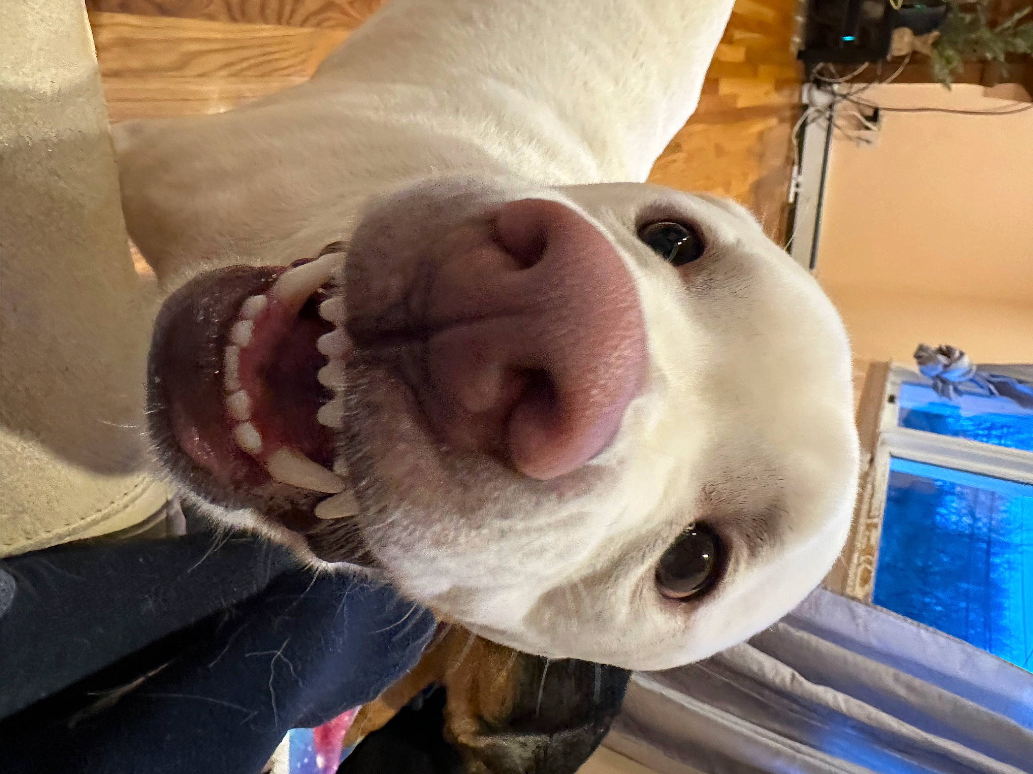 Meggie is registered to the contest to win money with this photo: canidae, carnivore, collar, companion_dog, dog, dog_breed, ear, eye, fawn, fur, happy, head, jaw, nose, selfie, smile, snout, sporting_group, whiskers, working_animal