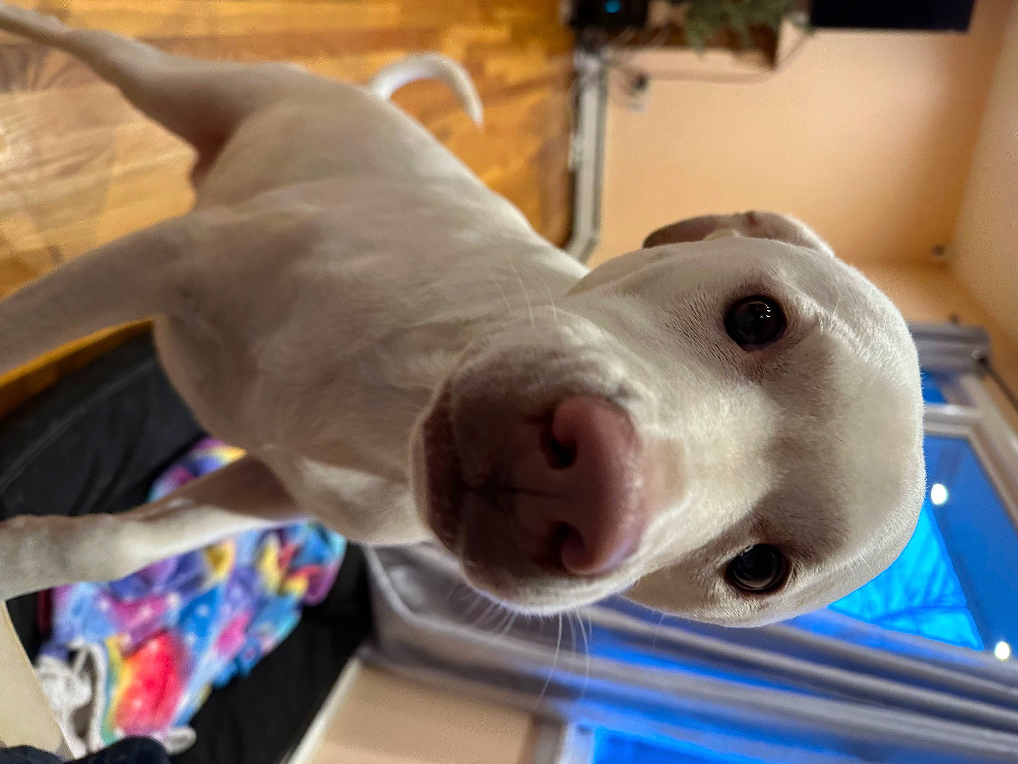 Meggie joined the competition — help win amazing prizes! canidae, carnivore, companion_dog, dog, dog_breed, ear, eye, fawn, head, jaw, metal, non_sporting_group, nose, sculpture, snout, sporting_group, terrestrial_animal, toy, whiskers, working_animal