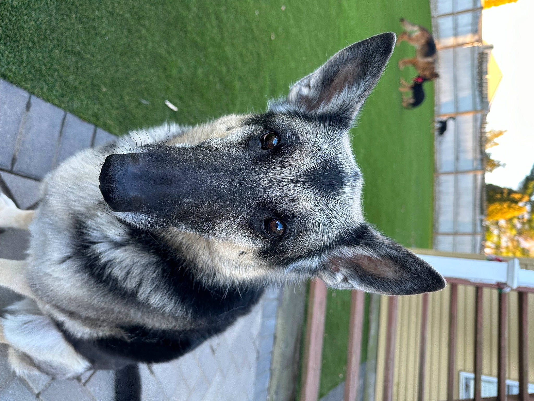 Lily joined the competition — help win amazing prizes! ancient_dog_breeds, canidae, canis, carnivore, collar, dog, dog_breed, dog_collar, dog_supply, east_european_shepherd, fur, jaw, non_sporting_group, pet_supply, sporting_group, terrestrial_animal, whiskers, working_animal, working_dog