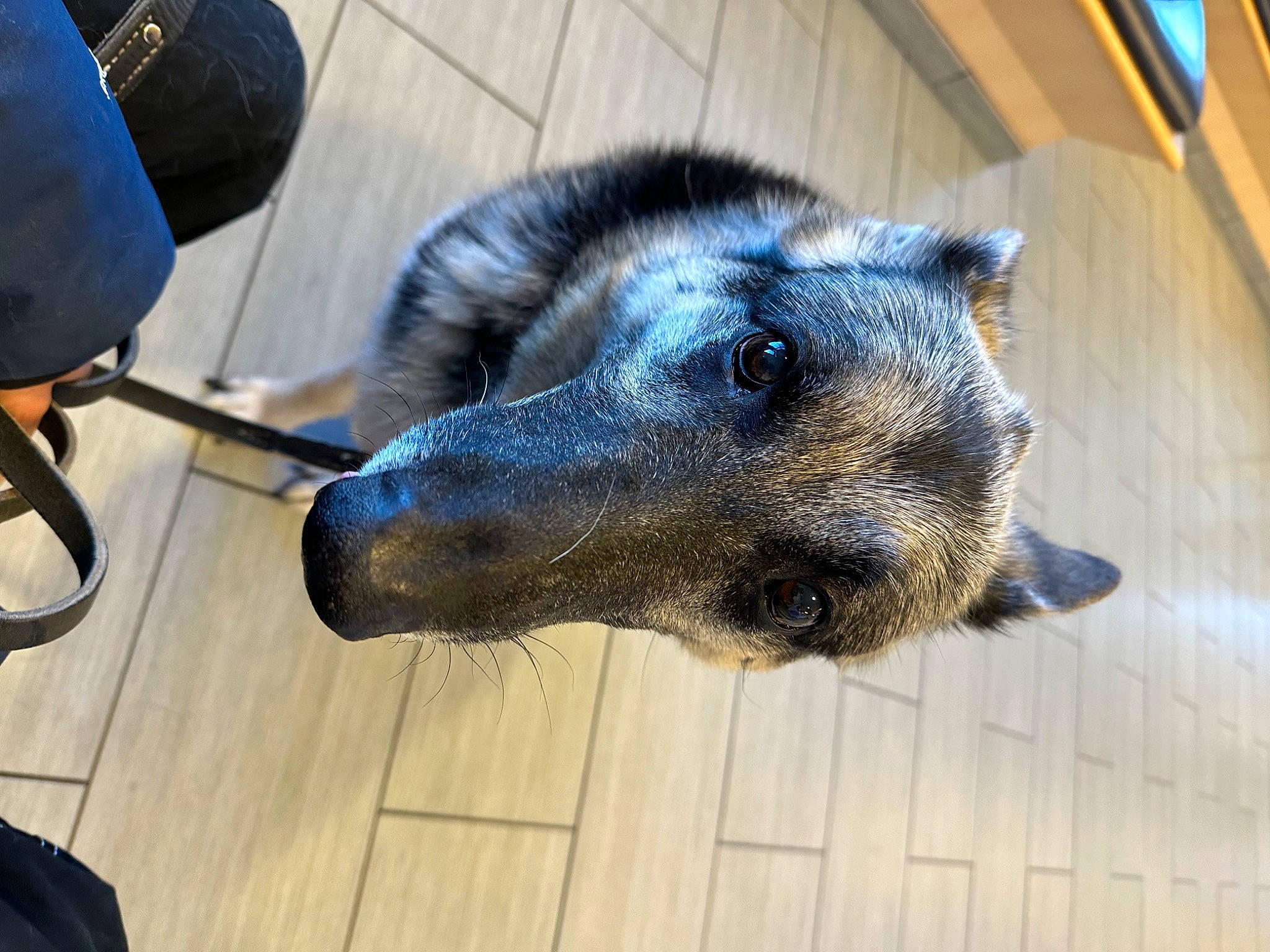 Lily joined the competition — help win amazing prizes! blue, canidae, carnivore, dog_breed, electric_blue, eye, fawn, flooring, fur, hair, hardwood, head, livestock, metal, snout, sporting_group, terrestrial_animal, whiskers, wood, working_animal