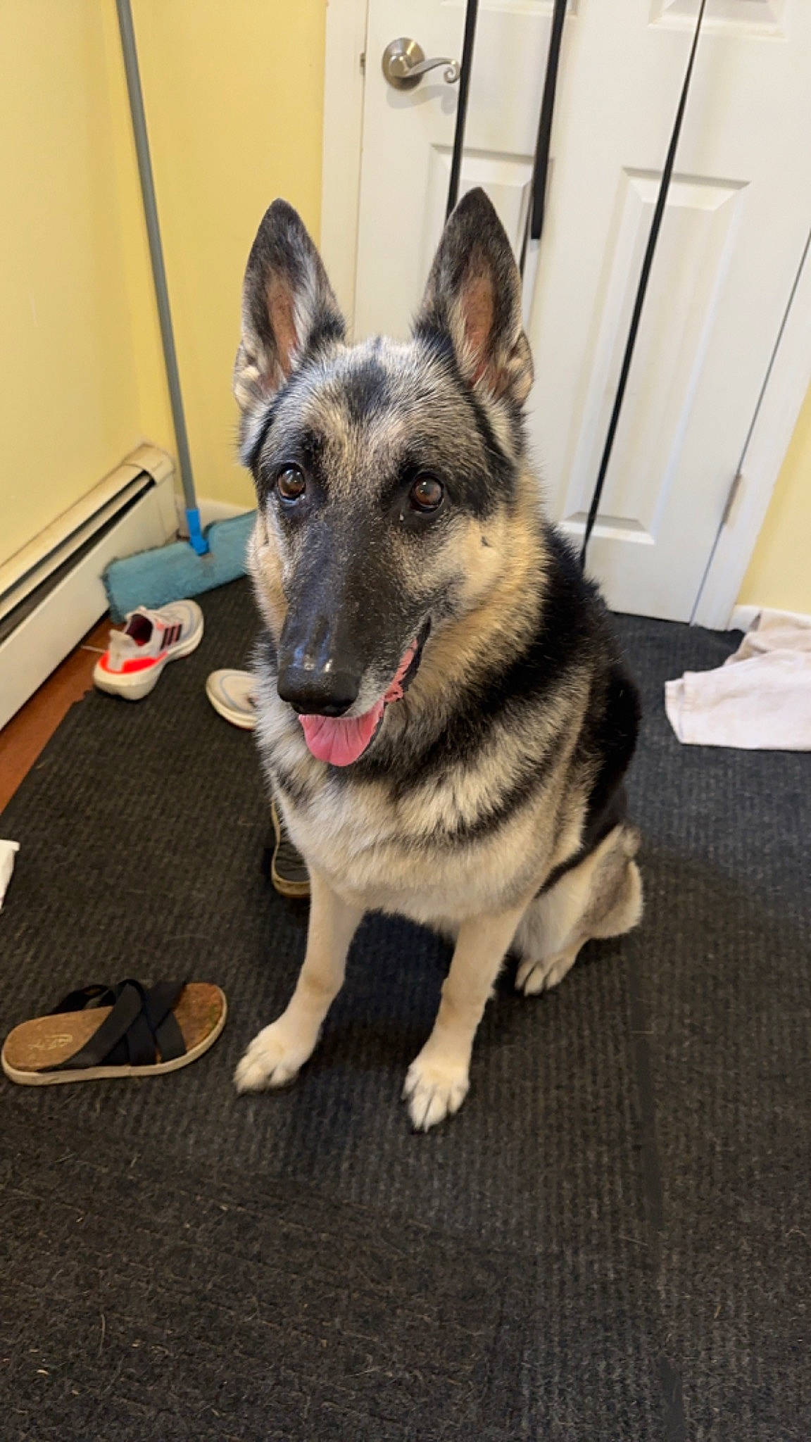 Lily is registered to the contest to win money with this photo: canidae, carnivore, collar, companion_dog, dog, dog_breed, door, east_european_shepherd, eye, fawn, flooring, fur, german_shepherd_dog, herding_dog, jaw, snout, sporting_group, terrestrial_animal, whiskers, working_animal