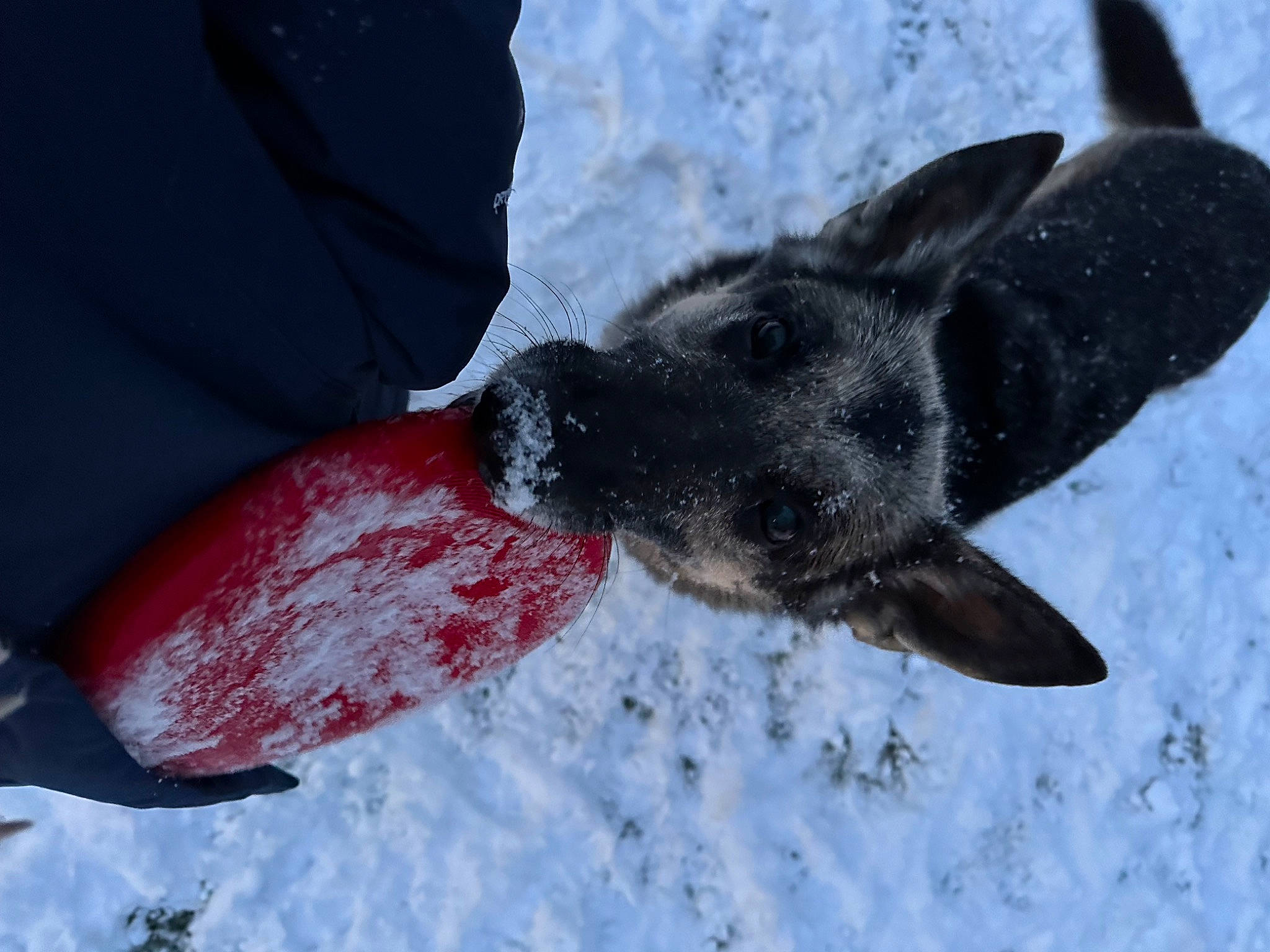 Lily joined the competition — help win amazing prizes! arctic, carmine, dog_breed, fin, freezing, gesture, marine_mammal, paw, polar_ice_cap, snow, winter