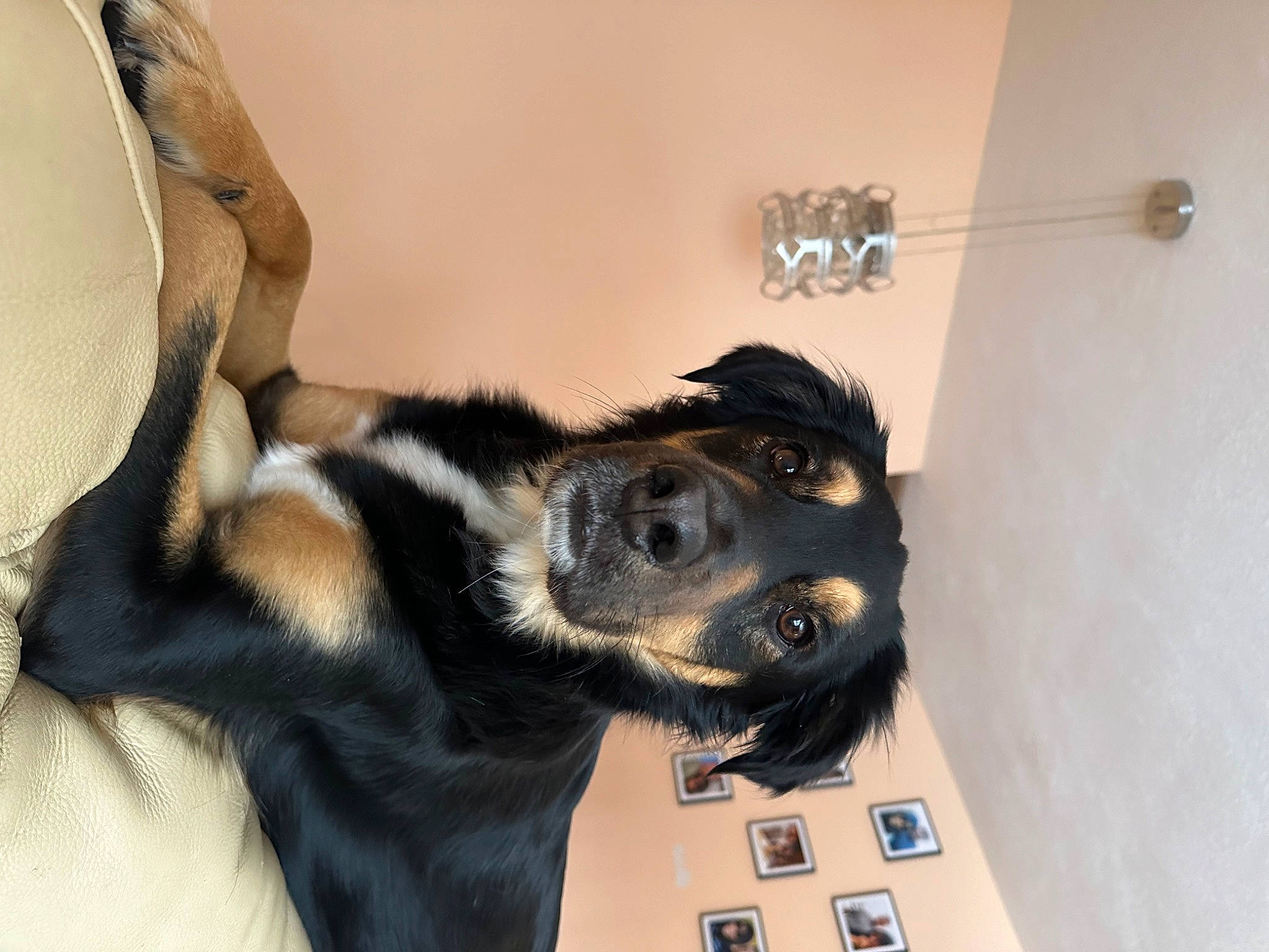 Nickel joined the competition — help win amazing prizes! canidae, carnivore, comfort, companion_dog, couch, dog, dog_breed, ear, fawn, fur, gesture, guard_dog, paw, snout, sporting_group, tail, wall_plate, whiskers, working_animal, working_dog