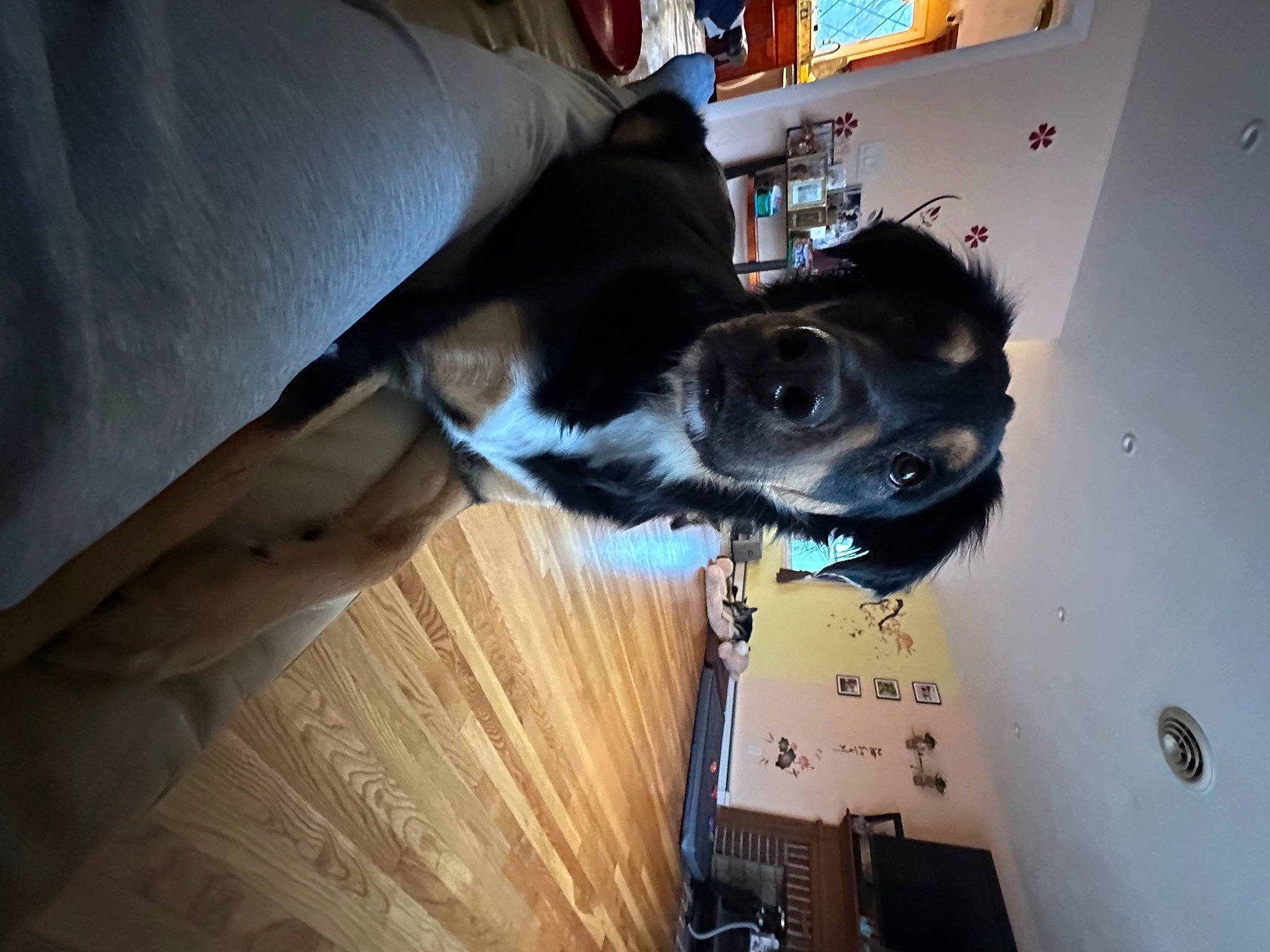 Nickel joined the competition — help win amazing prizes! canidae, carnivore, collar, comfort, companion_dog, couch, dog, dog_breed, flooring, fur, guard_dog, hardwood, pet_supply, room, snout, sporting_group, tail, whiskers, wood, working_animal