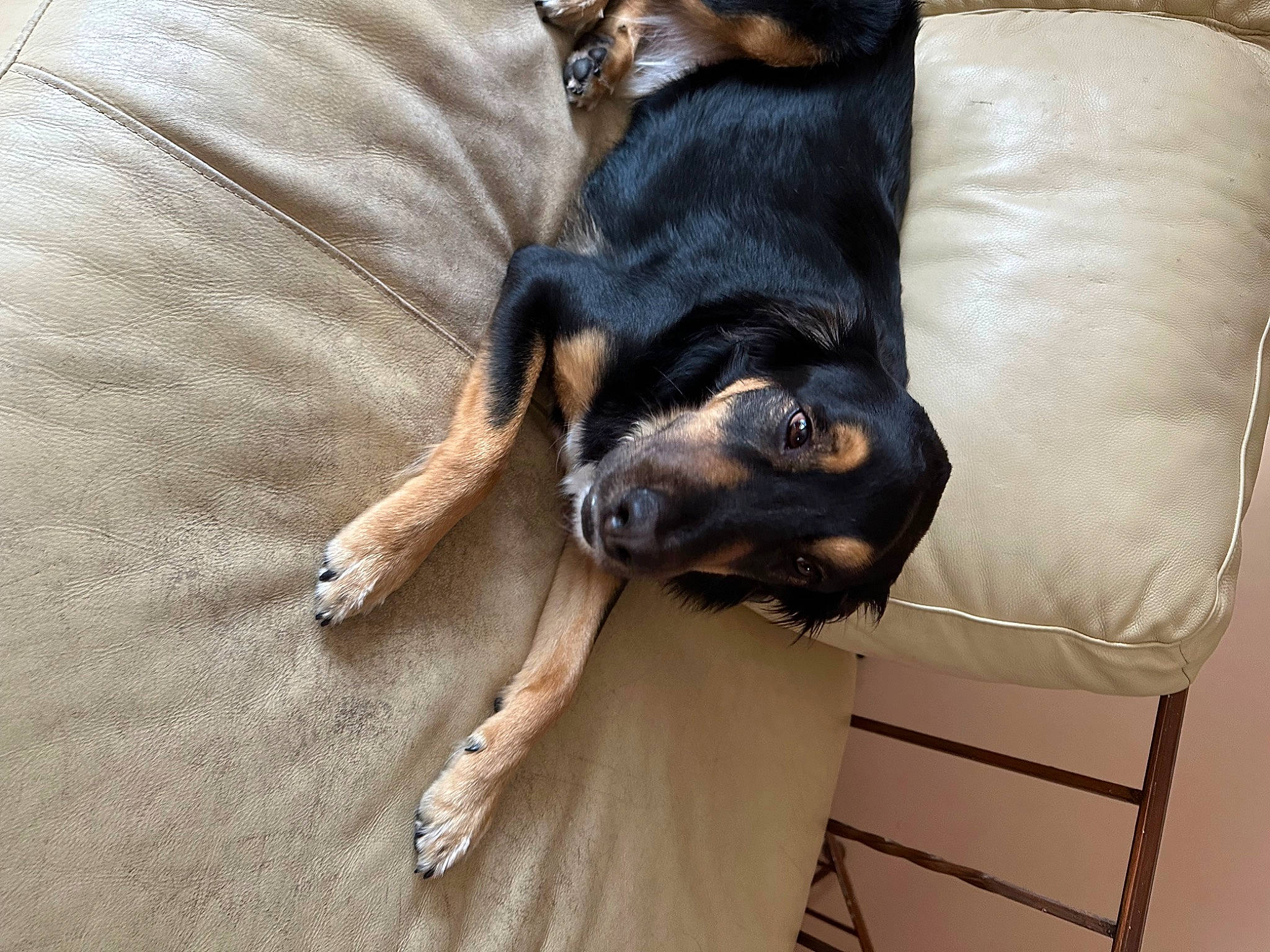 Nickel joined the competition — help win amazing prizes! austrian_black_and_tan_hound, carnivore, comfort, companion_dog, couch, dog, dog_breed, fawn, fur, guard_dog, hound, montenegrin_mountain_hound, paw, pinscher, snout, sporting_group, toy_dog, whiskers, working_animal, working_dog