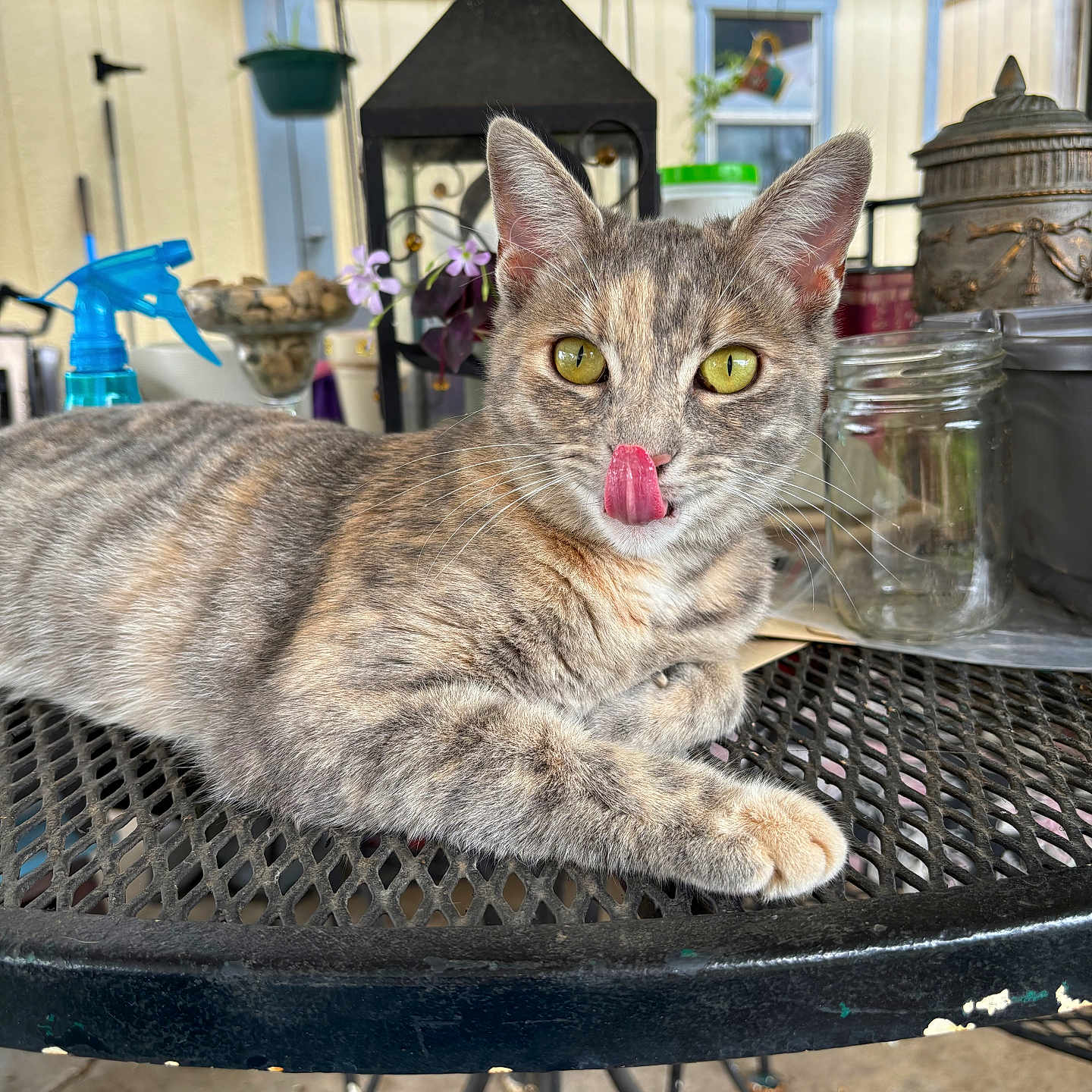 Cece joined the competition — help win amazing prizes! abyssinian, animal, architecture, bodypart, building, cat, diningroom, diningtable, furniture, indoors, interiordesign, lamp, manx, mouth, person, pet, plant, room, table, tongue