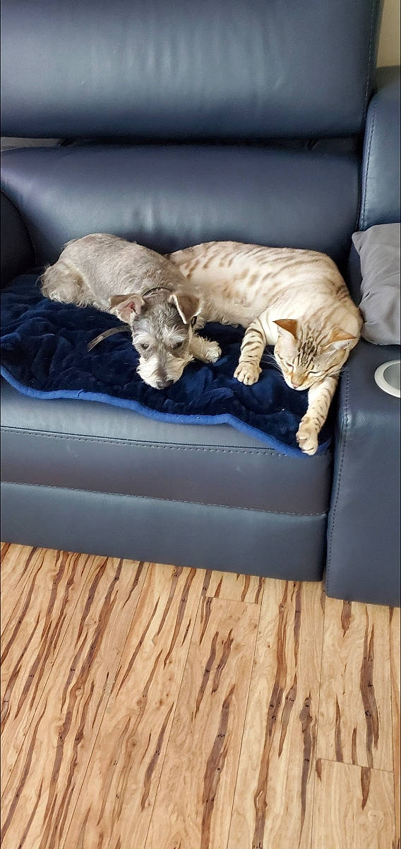 Sarge joined the competition — help win amazing prizes! canidae, carnivore, cat, comfort, companion_dog, couch, dog_breed, felidae, furniture, kitten, small_to_medium_sized_cats