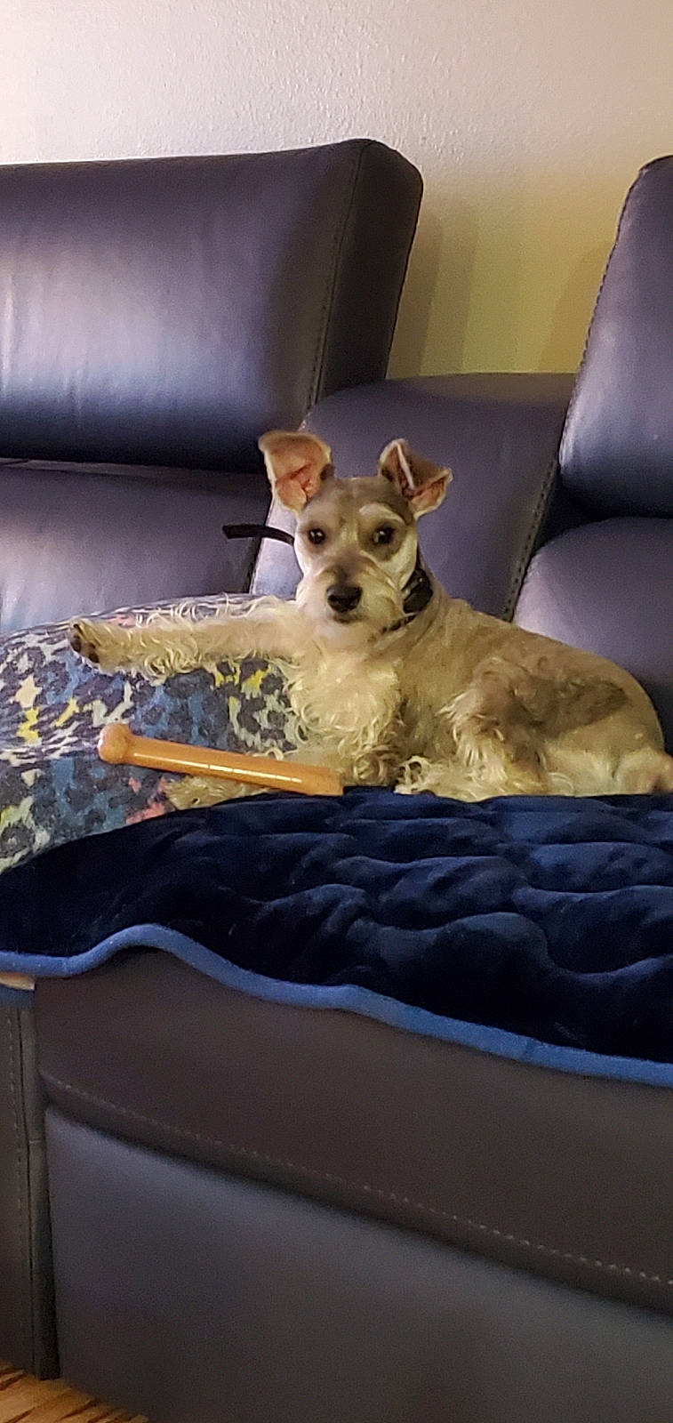 Sarge is registered to the contest to win money with this photo: bed, canidae, carnivore, companion_dog, couch, dog, dog_bed, dog_breed, fawn, fox_terrier, furniture, interior_design, mammal, schnauzer, terrier, vertebrate