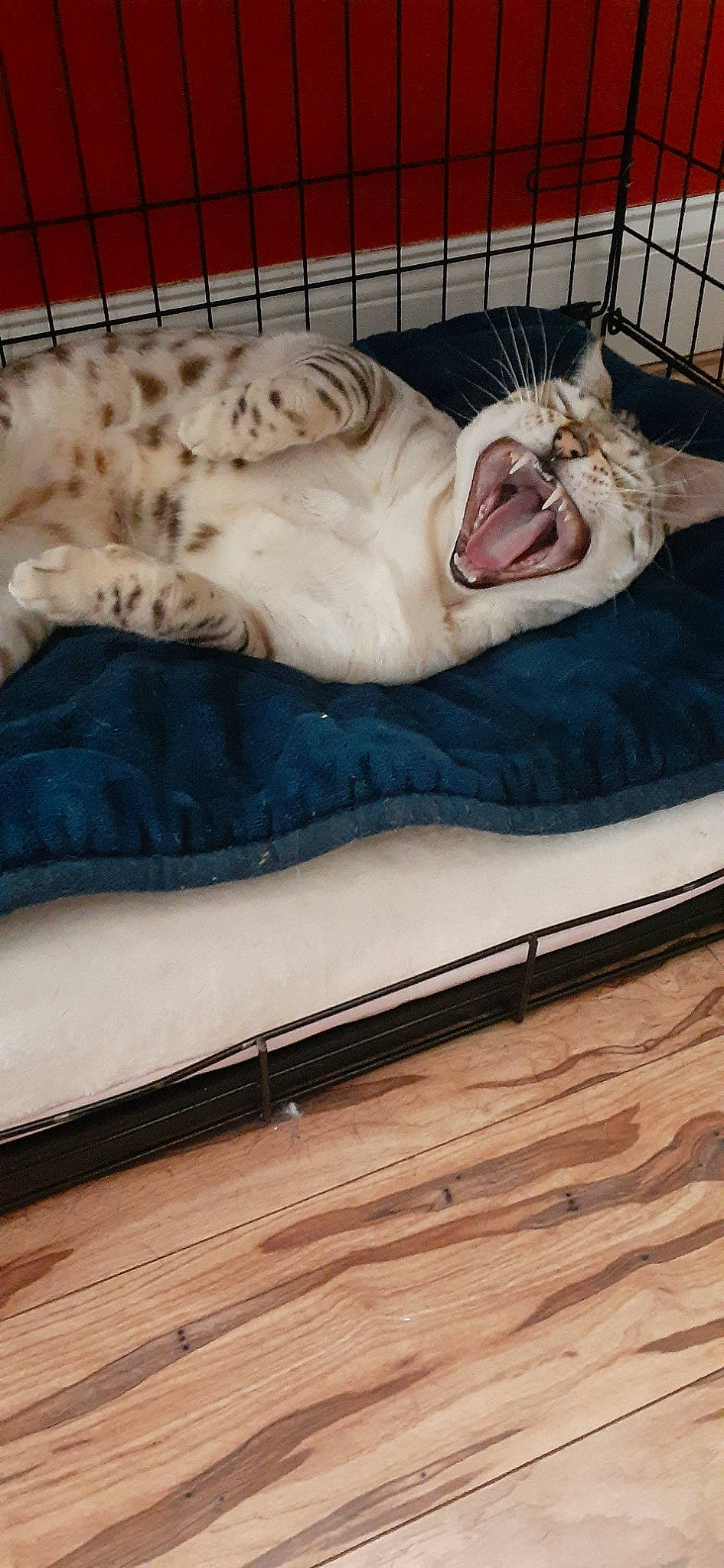 Stormy is registered to the contest to win money with this photo: canidae, carnivore, cat, companion_dog, dog_breed, felidae, fur, furniture, nap, sleep, sporting_group