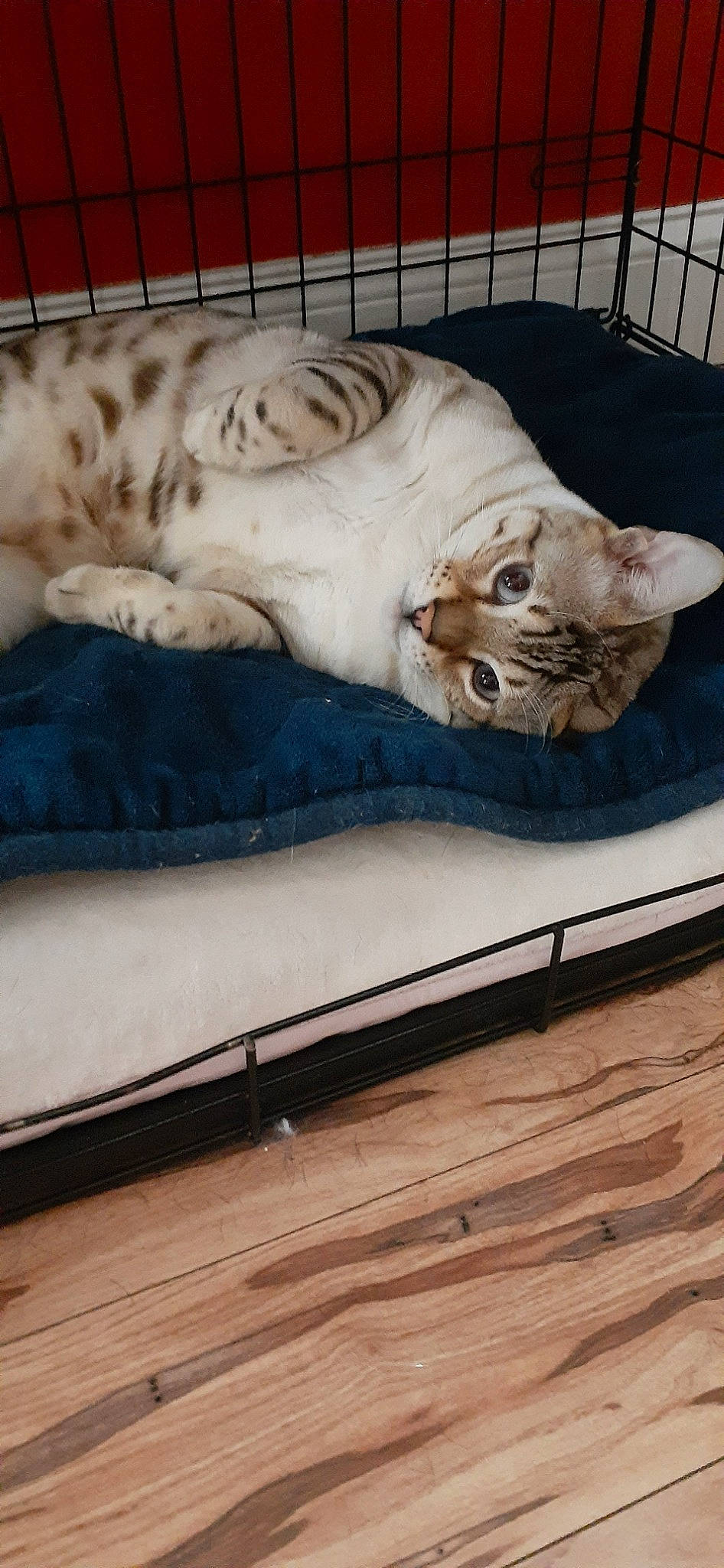 Stormy is registered to the contest to win money with this photo: american_shorthair, asian, bengal, carnivore, cat, european_shorthair, fawn, felidae, fur, furniture, nap, ocicat, paw, sleep, small_to_medium_sized_cats, tabby_cat, tail, whiskers, wood