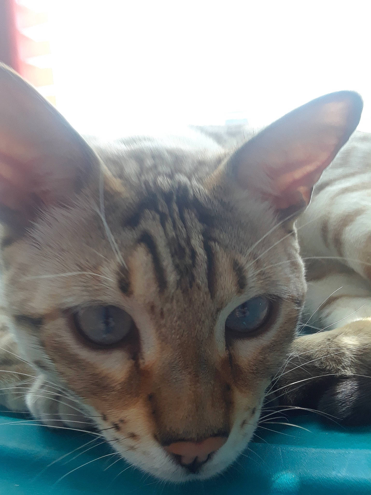 Stormy is registered to the contest to win money with this photo: aegean_cat, asian, australian_mist, bengal, carnivore, cat, dragon_li, egyptian_mau, european_shorthair, felidae, german_rex, kitten, mammal, ocicat, oriental_longhair, oriental_shorthair, small_to_medium_sized_cats, snout, vertebrate, whiskers