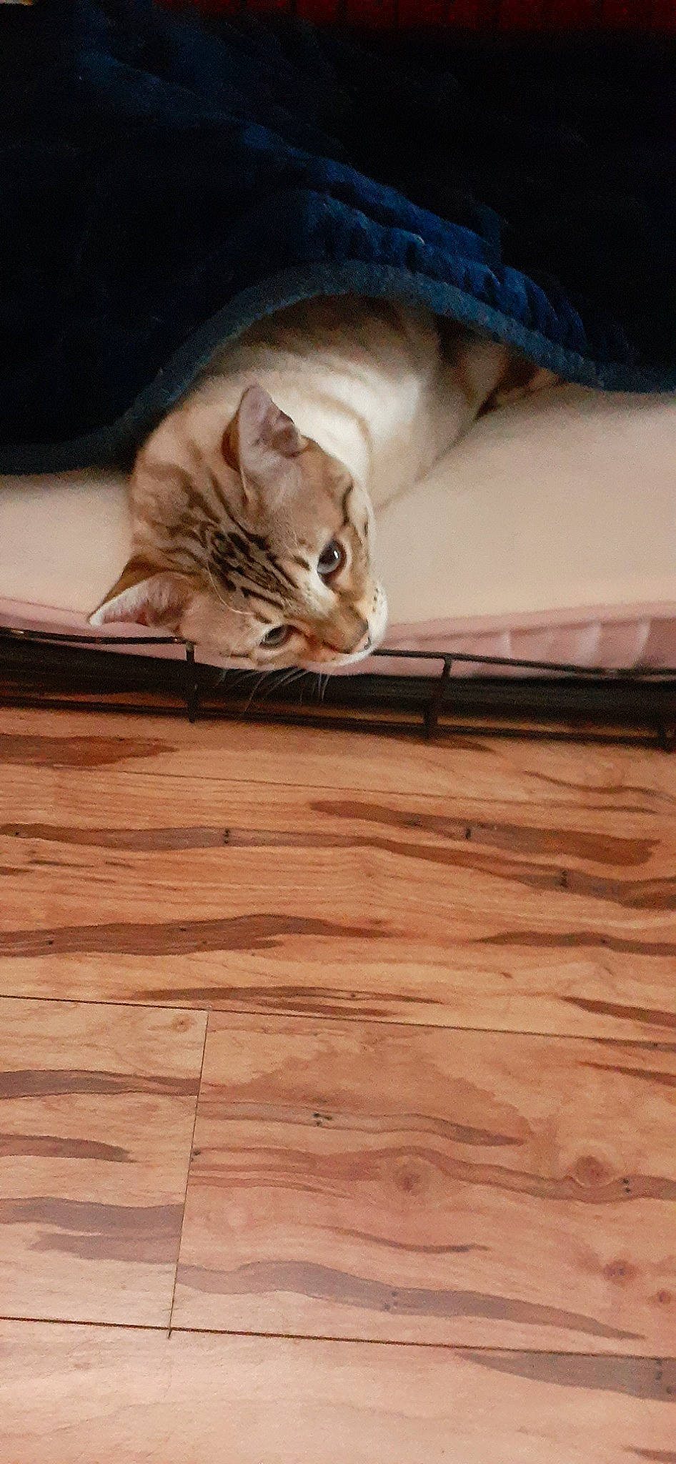 Stormy joined the competition — help win amazing prizes! cat, chinchilla, fawn, felidae, floor, flooring, hardwood, laminate_flooring, muridae, rodent, singapura, small_to_medium_sized_cats, squirrel, whiskers, wood, wood_flooring